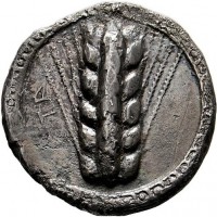 Lucania, Metaponto (510-470 a.C.): nomos (HN Italy#1482; Noe, classe IX#202), grammi 6.73